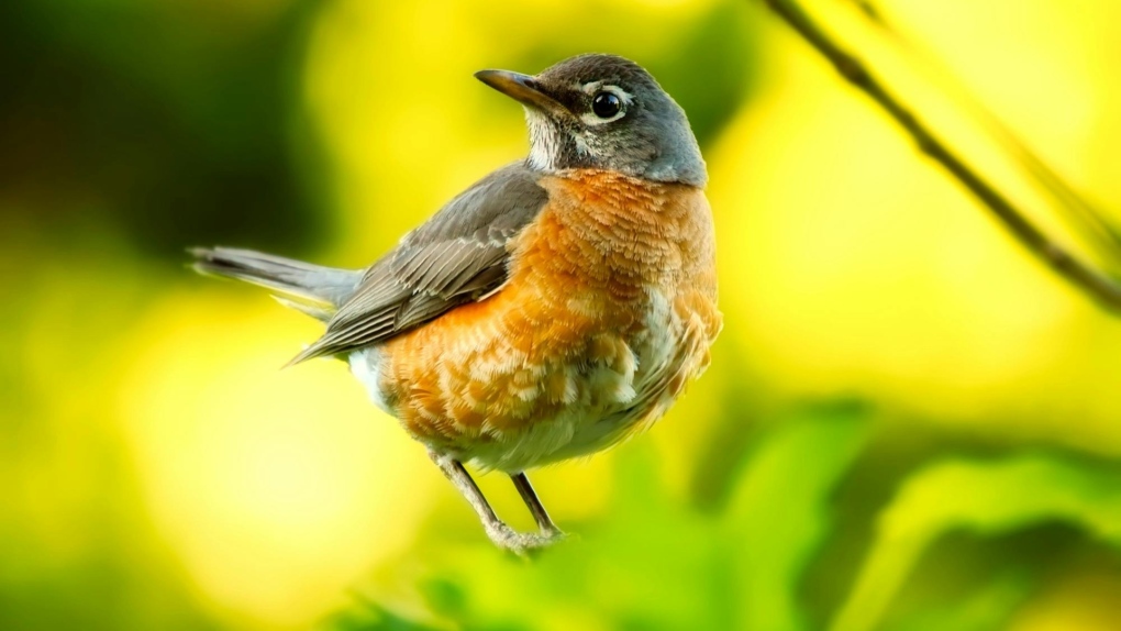 ¡Fuera luces!, Calgary se une para proteger aves migratorias