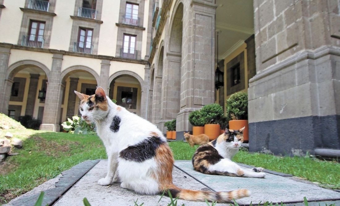 Gatitos del Palacio Nacional de México pasan a ser ‘activo fijo’