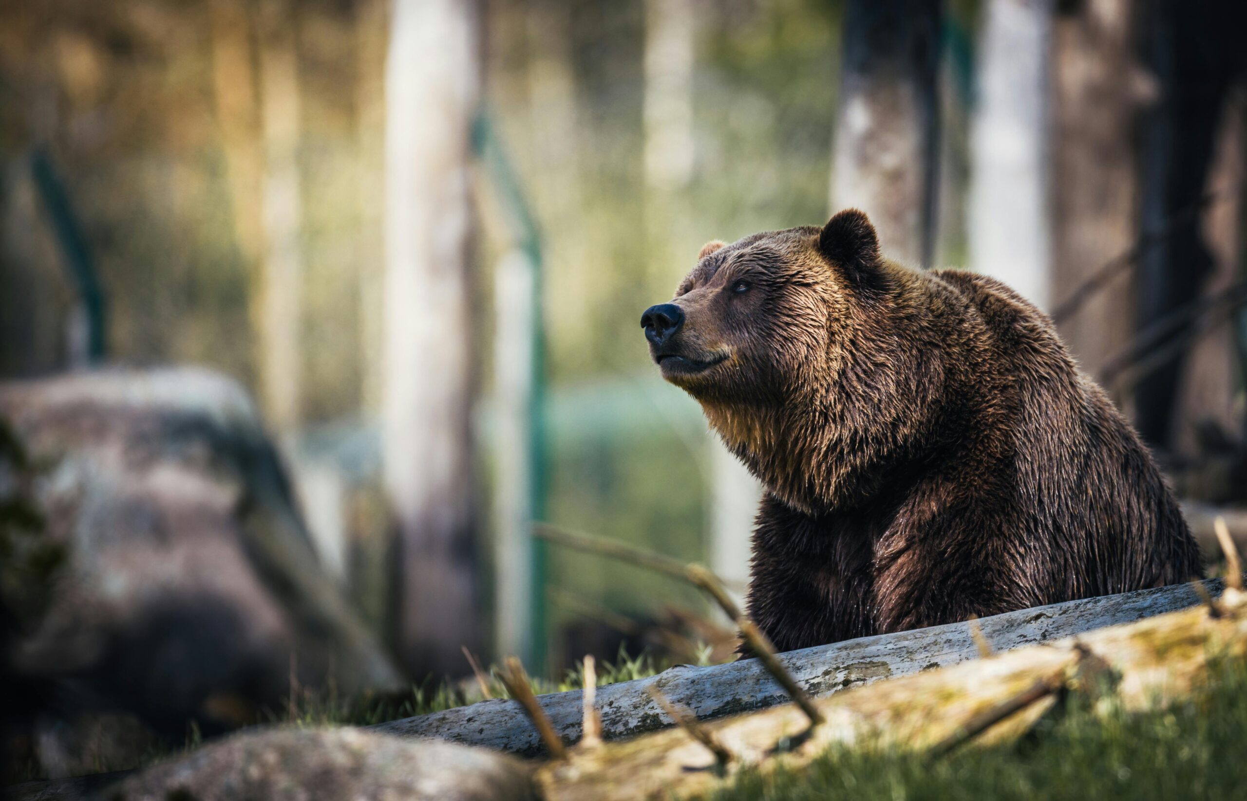 Implementan zona de prohibición de paradas debido a osos grizzly en el Parque Nacional Banff