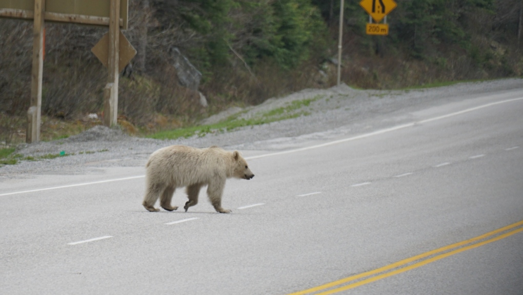 Trágico final para Nakoda, el oso grizzly blanco del Parque Nacional Yoho